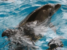 Новорожденного дельфиненка вывели 'в свет' в Набережных Челнах